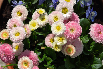 Top view at bellis perennis in pink and white in full bloom © jokuephotography