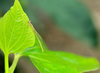 Macro picture of dragonfly in the nature