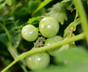 small fresh cherry tomatoes with green vines