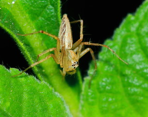 Macro Photography of Jumping Spider on Green Leaf