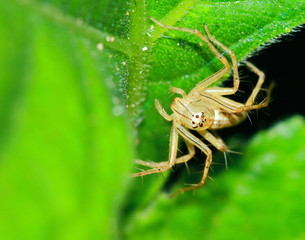 Macro Photography of Jumping Spider on Green Leaf