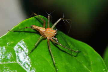 Macro Photography of Jumping Spider on Green Leaf
