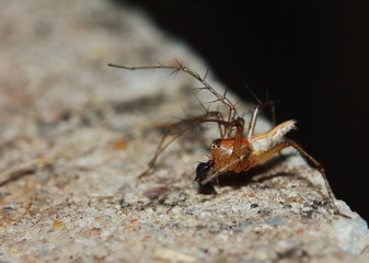 Macro Photography of Jumping Spider on Green Leaf