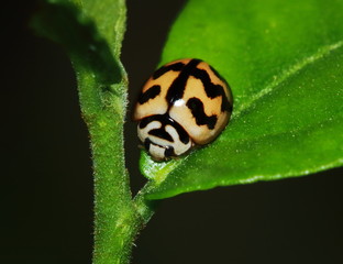 Macro of ladybug on a blade of grass in the morning