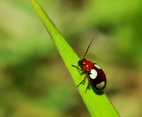 red black striped fluffy beetle sits on leaf