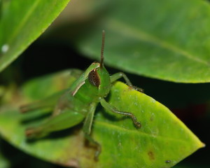 green grasshopper is masked among green leaves in sunny