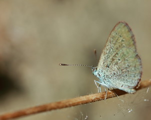 Macro photo of a butterfly close-up