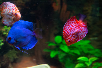 Bunte Fische