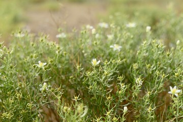 Background of greenery and small white flowers. Manuria. Blurred background.
