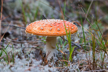 Highly poisonous mushroom fly agaric toadstool close-up on a background of white moss in the taiga.