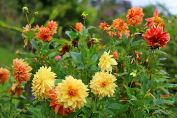Spring time, gardens with beautiful blooming flowers. Vibrant multi colored Dahlias (Asteraceae).