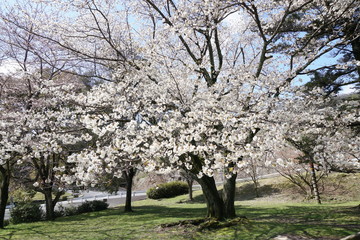 公園の桜の木