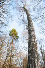 Low angle view of bare birch tree in Nordic forest in winter or early spring