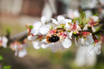 Bee, bumblebee. Honey production. Flowering tree, close up. A honey bee collects pollen from a fruit tree. Ode to spring. 