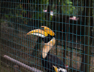 The Great Hornbill