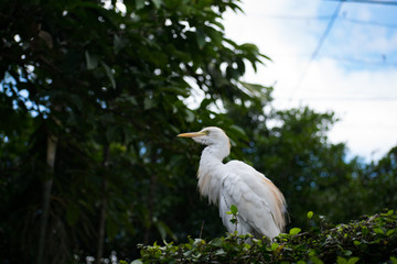 The White Stork
