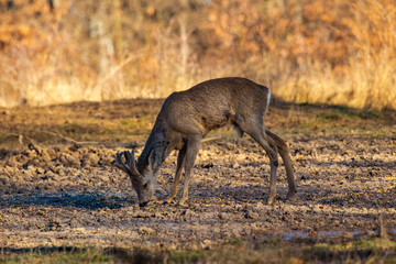 Male roe deer (roebuck) in the forest, early spring time