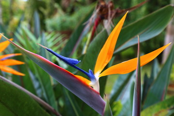  Strelitzia flower (Strelitzia reginae) blooming with vibrant colors, blue, orange, white. Spring time.