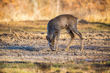 Male roe deer (roebuck) in the forest, early spring time