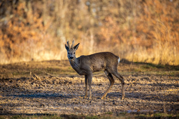 Naklejka na ściany i meble Male roe deer (roebuck) in the forest, early spring time