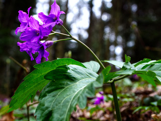 Fototapeta W wiosennym lesie zakwitają kobierce Żywca gruczołowatego (Cardamine glanduligera O.Schwarz) obraz
