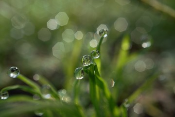 morning dew
