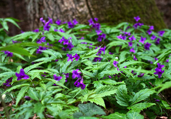 W wiosennym lesie zakwitają kobierce Żywca gruczołowatego (Cardamine glanduligera O.Schwarz) © JDziedzic