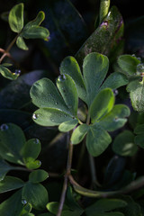 Grüne Pflanze mit Morgentau