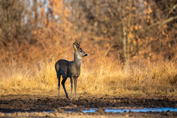 Male roe deer (roebuck) in the forest, early spring time