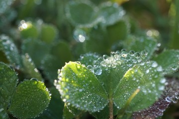 morning dew