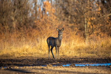 Male roe deer (roebuck) in the forest, early spring time