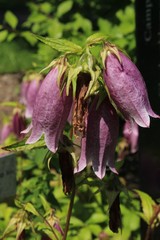 Pinkish "Korean Bellflower" (or Korean-Glockenblume) in St. Gallen, Switzerland. Its Latin name is Campanula Takesimana (Syn Campanula Punctata), native to Korea.