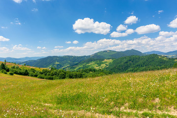 summer scenery of mountainous countryside. alpine hay fields with wild herbs on rolling hills at...