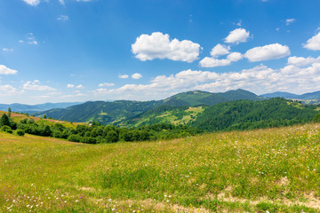 summer scenery of mountainous countryside. alpine hay fields with wild herbs on rolling hills at high noon. forested mountain ridge in the distance beneath a blue sky with fluffy clouds. nature beauty
