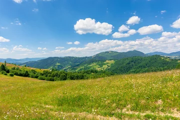  summer scenery of mountainous countryside. alpine hay fields with wild herbs on rolling hills at high noon. forested mountain ridge in the distance beneath a blue sky with fluffy clouds. nature beauty © Pellinni