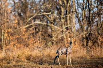 Roe deer in the forest during early spring