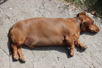 Sleeping beautiful brown dachshund on concrete floor