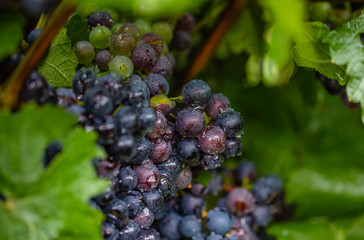 fresh blue grapes