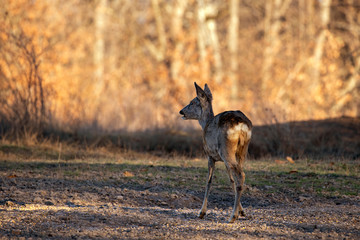 Roe deer in the forest during early spring