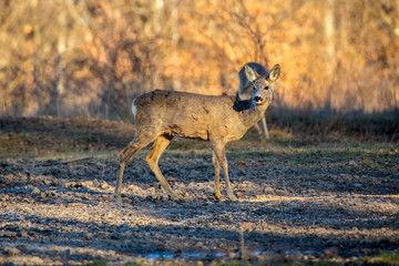 Roe deer in the forest during early spring