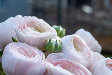 Obraz na płótnie Canvas a close-up of a beautiful bouquet of ranunculus in a pastel tone
