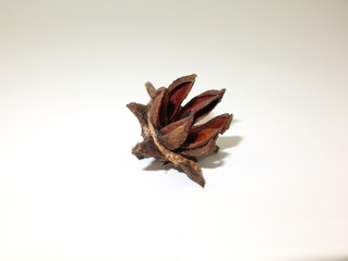 The dried fruit of the Inthanin tree in the dry season, isolated on white background.