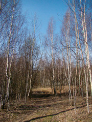 Sunlit forest pathway between birch trees in spring - 334168456