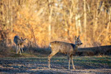 Roe deer group in the oak forest