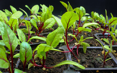 small beetroot plant seedlings with soil in planting pots isolated on a black background
