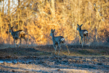 Roe deer group in the oak forest