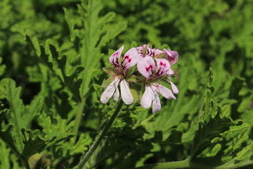 "Sweet Scented Geranium" flowers (or Rose Geranium, Wild Malva) in St. Gallen, Switzerland. Its Latin name is Pelargonium Graveolens (Syn Geranium Terebinthinaceum), native to South Africa.