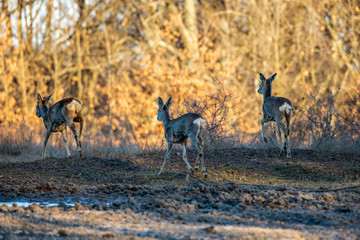 Roe deer group in the oak forest