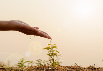 Fototapeta premium Hand nurturing and watering young baby plants growing in germination sequence on fertile soil at sunset background