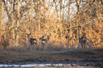 Roe deer group in the oak forest